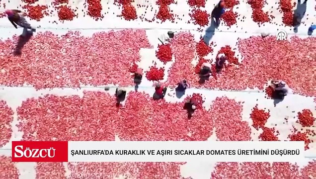 Şanlıurfa'da kuraklık ve aşırı sıcaklar domates üretimini düşürdü
