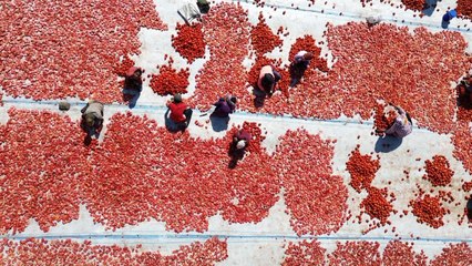 Şanlıurfa’da kuraklık ve aşırı sıcak domatesi vurdu