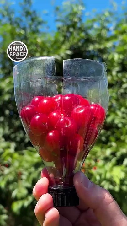 Farmers worldwide Love This _Bottle and cherry trick