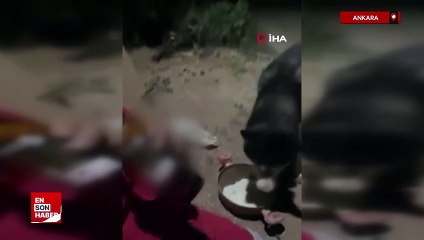 Ankara'da bir kişi köpeğine alkol içirdi