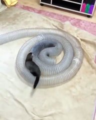Two ferrets playing chase in a tube tunnel