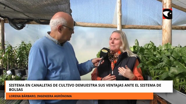 SISTEMA EN CANALETAS DE CULTIVO DEMUESTRA SUS VENTAJAS ANTE EL SISTEMA DE BOLSAS