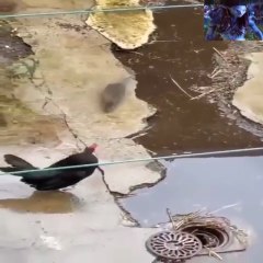 Kung Fu  Golden Rooster and Mouse Style