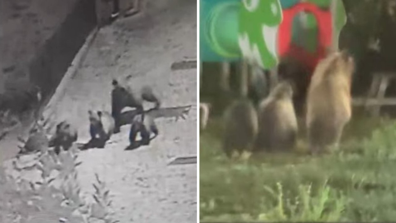 L'orsa con tre cuccioli a passeggio nel borgo in Abruzzo: il video delle telecamere di sorveglianza
