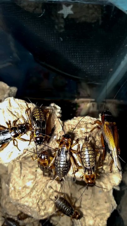 Crickets Chirping for Deep Sleep – Natural ASMR Relaxation #cricket ,#asmr