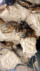 Soothing Cricket ASMR – Fall Asleep Fast with Nature Sounds #cricket #asmr #cricketsounds