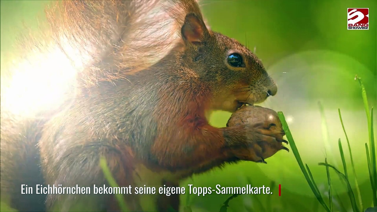 Eichhörnchen bekommt eigene Sammelkarte nach Baseball-Spiel