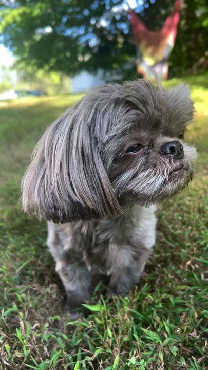 cute little dog