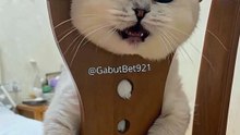 Funny cat