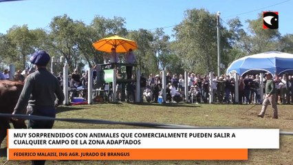 Particularidades y desarrollos en Misiones de las razas Brahman, Brangus y Braford