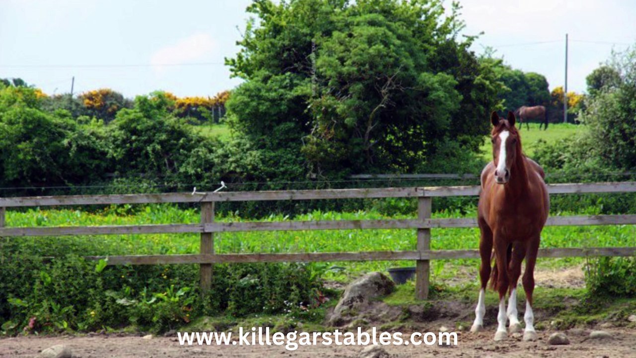 Horse Livery