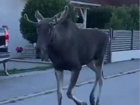 Auf dem Weg nach Wien? Elch Emil hält Österreich auf Trab