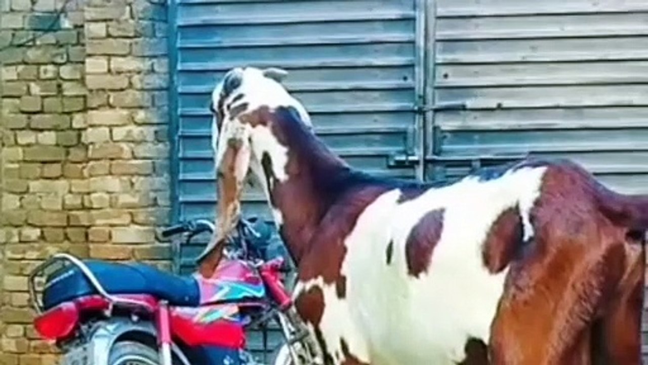 ناگرہ بکرا عمر چھے ماہ برائے فروخت۔خوبصورتی کی اعلی مثال