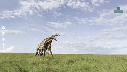 Giaffes Fights With Their Necks