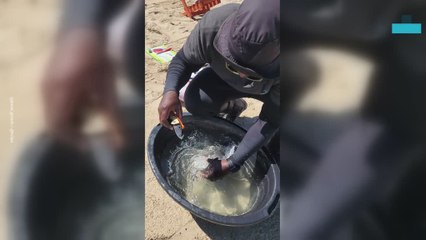 Shark Rescued From Hair Band