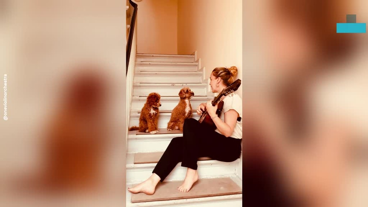 Dogs Listen Quietly to Owner’s Song