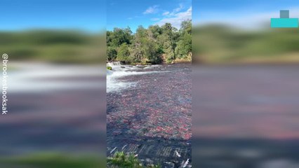 Salmon Overload Turns River Red