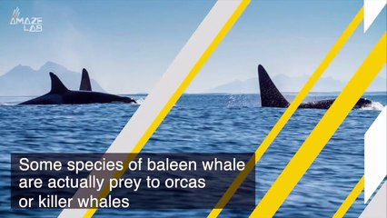 Even Predators Can’t Hear This Species of Whales Singing to One Another