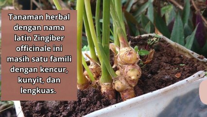 6 Manfaat Jahe untuk Kesehatan yang Wajib Diketahui  warisan nenek moyang kita