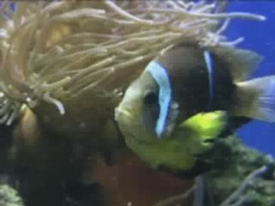 Cool Fish!