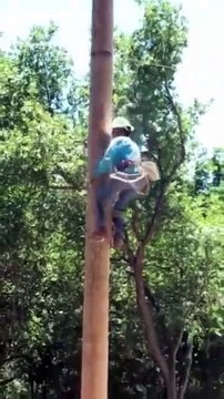 Climbing a tree with no branches? 🌳 Arborists & linemen use spikes, ropes & pure skill to scale trunks safely—it’s harder than it looks!