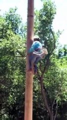 Climbing a tree with no branches? 🌳 Arborists & linemen use spikes, ropes & pure skill to scale trunks safely—it’s harder than it looks!