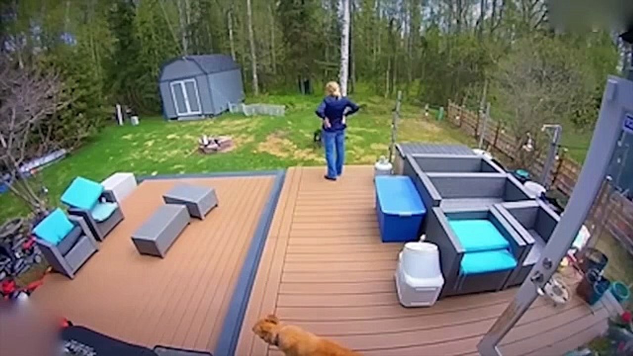 Wild Animals Invading Cities Caught on Camera