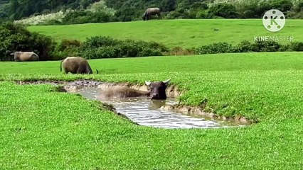 Os animais mais fofos do mundo N•262