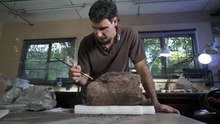 Hallan un sorprendente ancestro de los cocodrilos de hace 70 millones de años