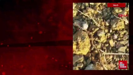 Yalova’da görülen ‘insan yüzlü örümcek’ şaşırttı