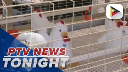 FDA approves first bird flu vaccine rollout in PH