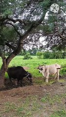 Os animais mais fofos do mundo N•268