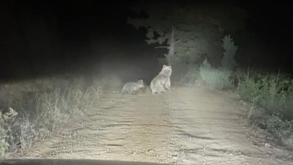 Ayı ve yavrusunun taksiye saldırma anı kamerada