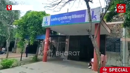 डॉग बाइट के मामले में अलवर बना हॉट स्पॉट, दो साल में 50 हजार से ज्यादा मामले आए सामने