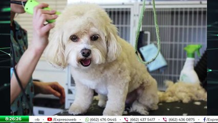 🎬 ¿Debo cortar el pelo de mi perro? 🐶 | Consejos de la MVZ Ashley Moreno