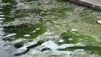 Roundhay Park Waterloo Lake algae warning