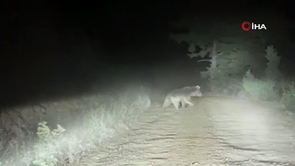 Korku dolu anlar! Anne ayı araca saldırdı