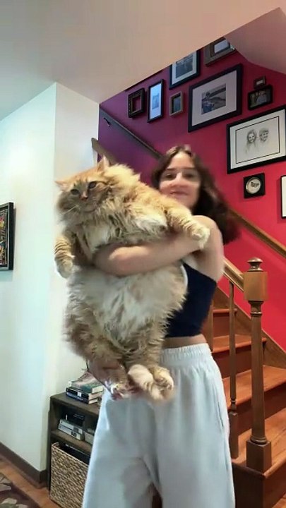 Fluff? Nope. Full-on tank. 💪🐈