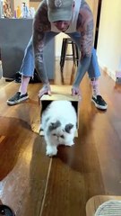 Trust takes time... even for cats 🐾❤️