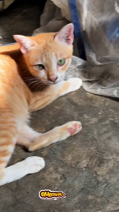 “OMG! My 3-week-old oyen already escaped the box! This little rebel grows up too fast 😭🐾”