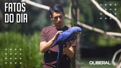 Plástico no meio ambiente pode ser fatal para aves