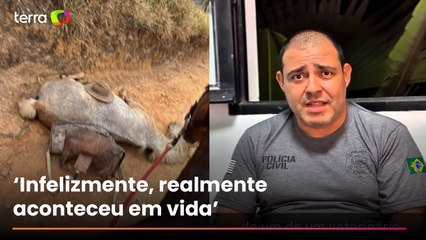 Cavalo estava vivo quando foi mutilado por homem no interior de SP, diz perícia da Polícia Civil