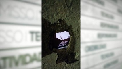 Moradores denunciam animais abandonas em galpão na Pedreira