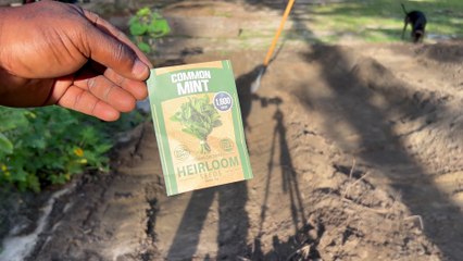 HOME GROWN   Common Mint Seeds