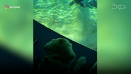 Golden Retriever Service Dog Has 'Purest Interaction' with Curious Dolphins
