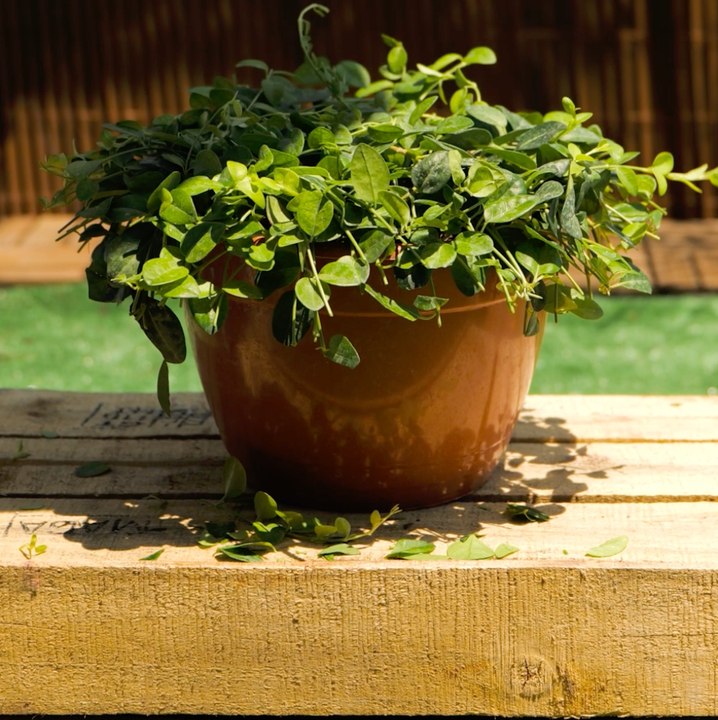 Ces ASTUCES de jardinage sont de la pure magie ! ✨