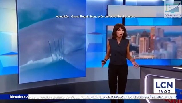 Actualités : Requin Blanc observé près du Golfe du Saint-Laurent (Canada, Jeudi 21 août 2025)