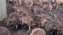 Kangaroo diaries only in Australia 🇦🇺