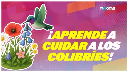 Cómo cuidar colibríes en tu jardín | Guía fácil y efectiva