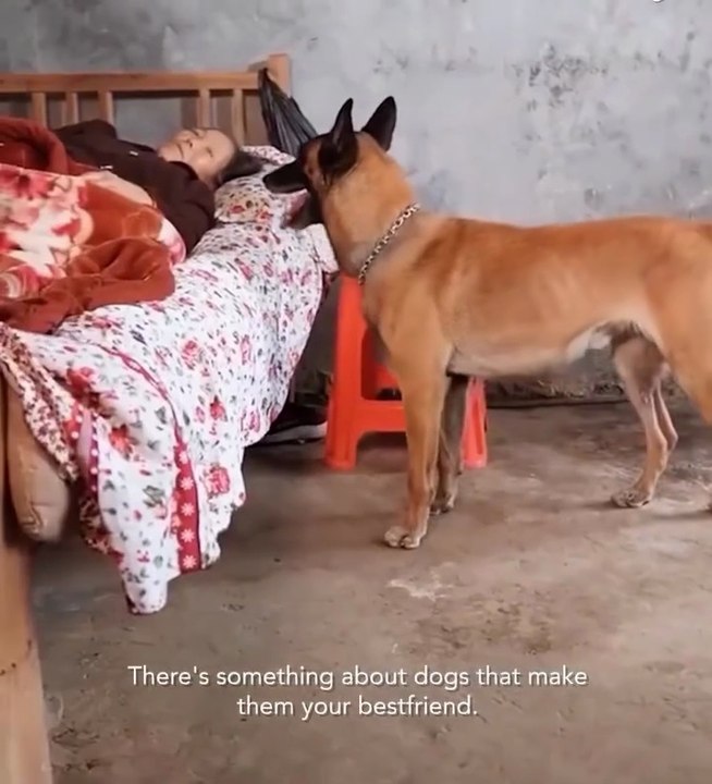 smart dog 👍